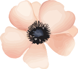 rose gauche